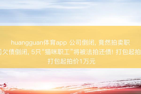 huangguan体育app 公司倒闭， 竟然拍卖职工? 公司欠债倒闭， 5只“猫咪职工”将被法拍还债! 打包起拍价1万元